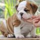 English Bulldog Puppies for sale in Denver, CO, USA. price: $1,500