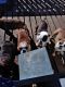 English Bulldog Puppies for sale in Bellevue, NE, USA. price: NA