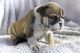 English Bulldog Puppies for sale in Florida Ave NW, Washington, DC, USA. price: NA