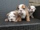 English Bulldog Puppies for sale in Ossining Reservoir, Ossining, NY, USA. price: NA