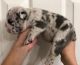 English Bulldog Puppies for sale in Colorado Springs, CO, USA. price: $500