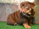 English Bulldog Puppies for sale in Brooklyn, NY 11238, USA. price: $500