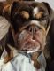 English Bulldog Puppies for sale in Aiken, SC, USA. price: NA
