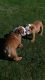 English Bulldog Puppies for sale in Colorado Springs, CO, USA. price: $750