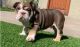 English Bulldog Puppies for sale in Brattleboro, VT 05301, USA. price: NA