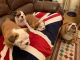 English Bulldog Puppies for sale in Wisse St, Lodi, NJ 07644, USA. price: NA