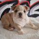 English Bulldog Puppies for sale in North Bergen, NJ, USA. price: $800