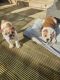 English Bulldog Puppies for sale in NJ-17, North Arlington, NJ, USA. price: NA