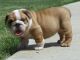 English Bulldog Puppies for sale in Bowie, MD, USA. price: NA