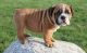 English Bulldog Puppies for sale in Duncanville, TX, USA. price: NA