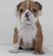 English Bulldog Puppies for sale in Las Cruces, NM, USA. price: NA