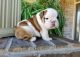 English Bulldog Puppies for sale in Fresno, CA 93720, USA. price: NA