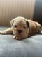 English Bulldog Puppies for sale in NJ-17, North Arlington, NJ, USA. price: NA