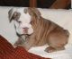 English Bulldog Puppies for sale in Boca Raton, FL, USA. price: $450