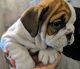 English Bulldog Puppies for sale in Bethlehem, PA, USA. price: $1,850