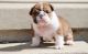 English Bulldog Puppies for sale in New Orleans, LA 70175, USA. price: NA