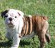 English Bulldog Puppies for sale in Colorado Springs, CO, USA. price: $650