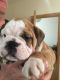 English Bulldog Puppies for sale in TX-121, Plano, TX, USA. price: $300