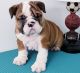 English Bulldog Puppies for sale in Richmond, VA, USA. price: $400