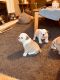 English Bulldog Puppies for sale in Valley View Blvd NW, Roanoke, VA, USA. price: $800