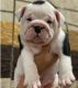 English Bulldog Puppies for sale in Charleston, WV 25356, USA. price: $400