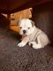 English Bulldog Puppies for sale in Valley View Blvd NW, Roanoke, VA, USA. price: $500