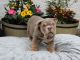 English Bulldog Puppies for sale in Blue Bell, PA, USA. price: NA