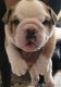 English Bulldog Puppies for sale in Ehrhardt, SC 29081, USA. price: $650