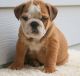 English Bulldog Puppies for sale in Huachuca City, AZ 85616, USA. price: NA