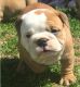 English Bulldog Puppies for sale in Lexington, KY 40574, USA. price: NA