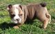 English Bulldog Puppies for sale in Norco, CA 92860, USA. price: NA