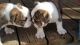 English Bulldog Puppies for sale in Athens, GA 30606, USA. price: NA