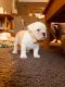English Bulldog Puppies for sale in Valley View Blvd NW, Roanoke, VA, USA. price: $600