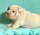 English Bulldog Puppies for sale in Los Andes St, Lake Forest, CA 92630, USA. price: NA