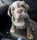English Bulldog Puppies for sale in Anchorage, AK, USA. price: $500
