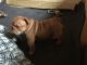English Bulldog Puppies for sale in Conyers, GA, USA. price: NA