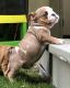 English Bulldog Puppies for sale in La Quinta, CA, USA. price: $2,500