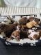 English Bulldog Puppies for sale in 100-01 Atlantic Ave, Jamaica, NY 11418, USA. price: NA