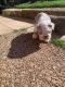 English Bulldog Puppies for sale in Valley View Blvd NW, Roanoke, VA, USA. price: $900