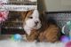 English Bulldog Puppies for sale in Camp Lejeune, NC 28547, USA. price: NA