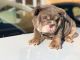 English Bulldog Puppies for sale in Valley View Blvd NW, Roanoke, VA, USA. price: $700