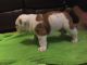 English Bulldog Puppies for sale in New Albany, OH, USA. price: $1,000