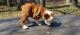 English Bulldog Puppies for sale in Milwaukee, WI 53263, USA. price: NA