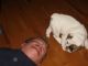 English Bulldog Puppies for sale in Cleveland, OH, USA. price: $600