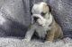 English Bulldog Puppies for sale in North Beach Boulevard, North Myrtle Beach, SC 29582, USA. price: NA