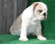 English Bulldog Puppies for sale in California Ave, Palo Alto, CA 94306, USA. price: $950