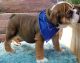 English Bulldog Puppies for sale in Des Moines, IA, USA. price: $500