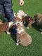 English Bulldog Puppies for sale in 100-01 Atlantic Ave, Jamaica, NY 11418, USA. price: NA