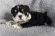 English Bulldog Puppies for sale in Nebraska Furniture Mart Dr, The Colony, TX 75056, USA. price: $500