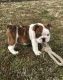English Bulldog Puppies for sale in Dulles, VA, USA. price: NA